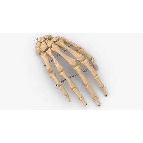 Real Wire Mounted Human Hand Skeleton Model 3D model